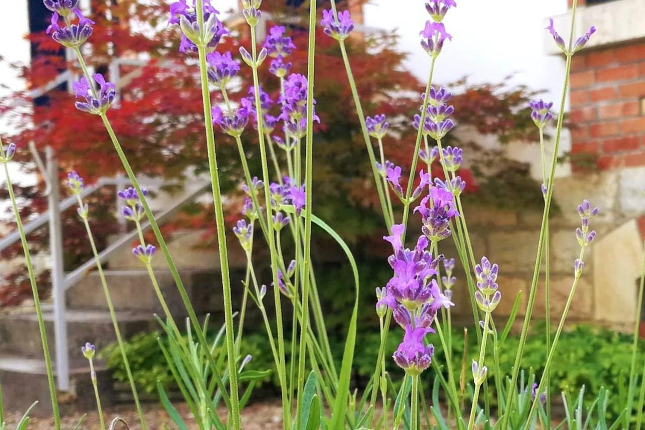 Charmante Maison Bourguignonne Avec Grand Jardin Et Parking Montbard Esterno foto